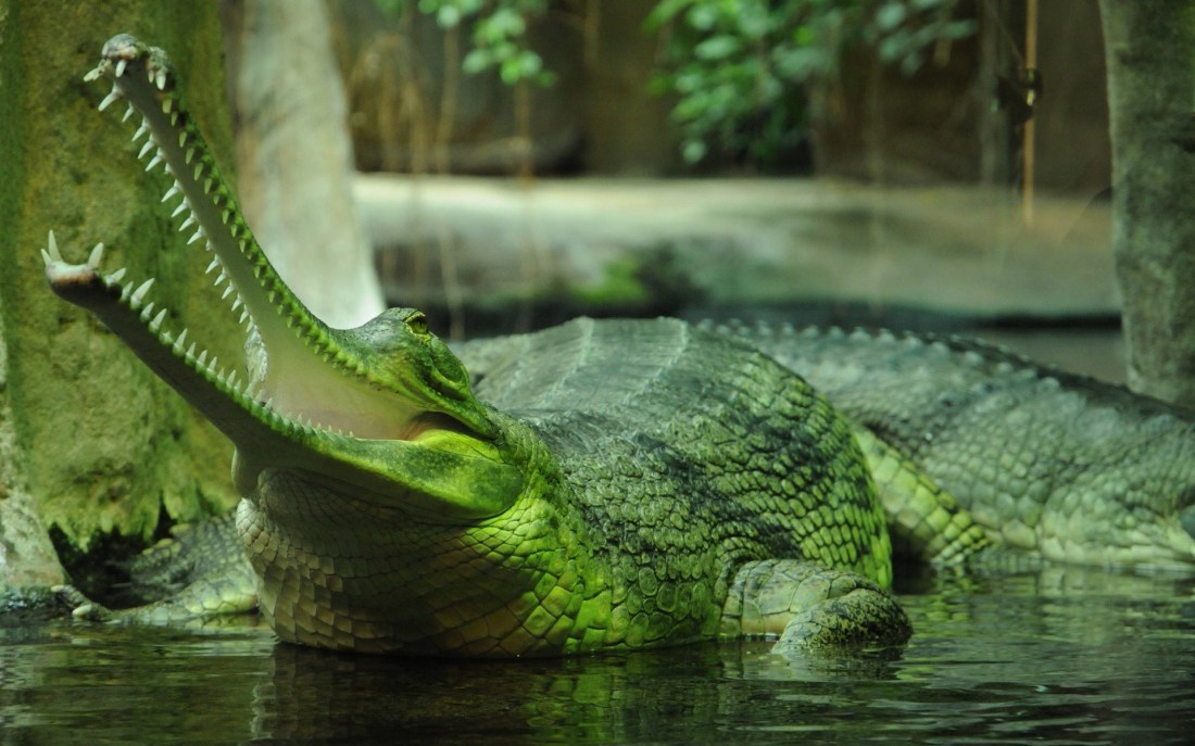 291728-animals-nature-gharial-crocodiles.jpg