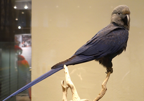 Guacamayo-de-Spix